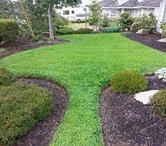 Premium Micro Clover Seeds for Lawn & Ground Cover (2 lbs) - Drought-Resistant, Low-Maintenance Clover for Eco-Friendly Yards, Pet Play Areas & Erosion Control
