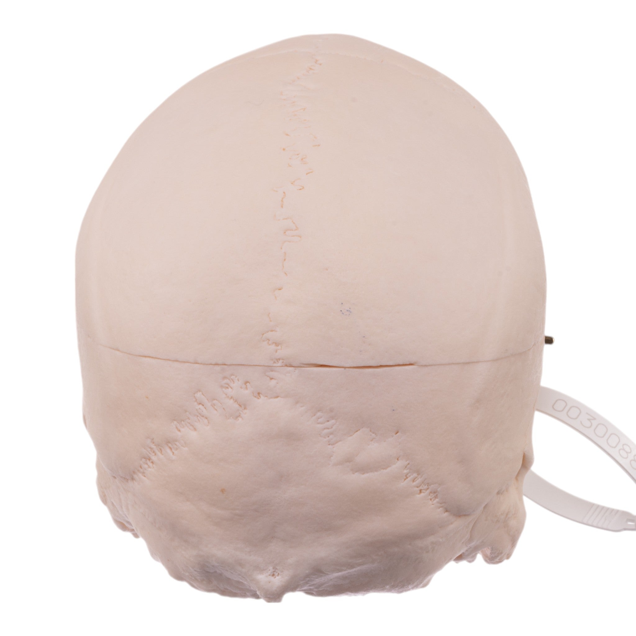 Premium Anatomical Human Skull Model - Accurate & Detailed for Medical Study, Halloween Decor, and Science Education | Perfect for Doctors, Students, and Collectors