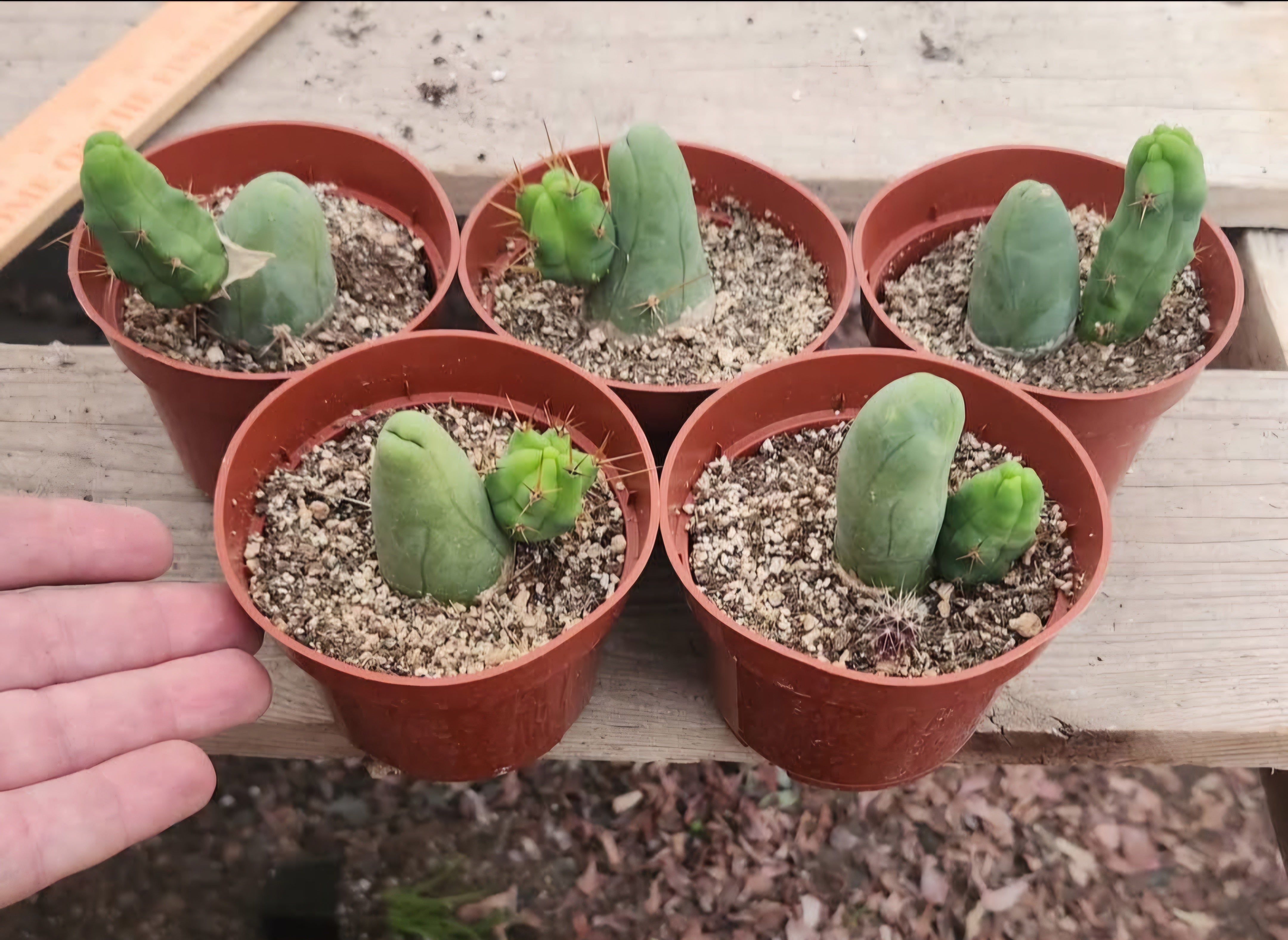 #EC121 Reddit TBM Cactus with Pup in 4-Inch Container - Perfect for Home Decor, Office Plants & Succulent Gardens