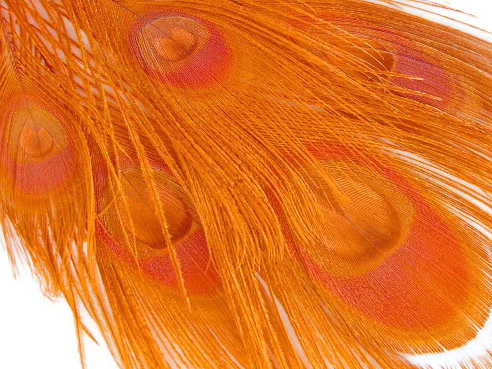 100 Pieces Orange Bleached & Dyed Peacock Tail Eye Feathers Bulk 10-12
