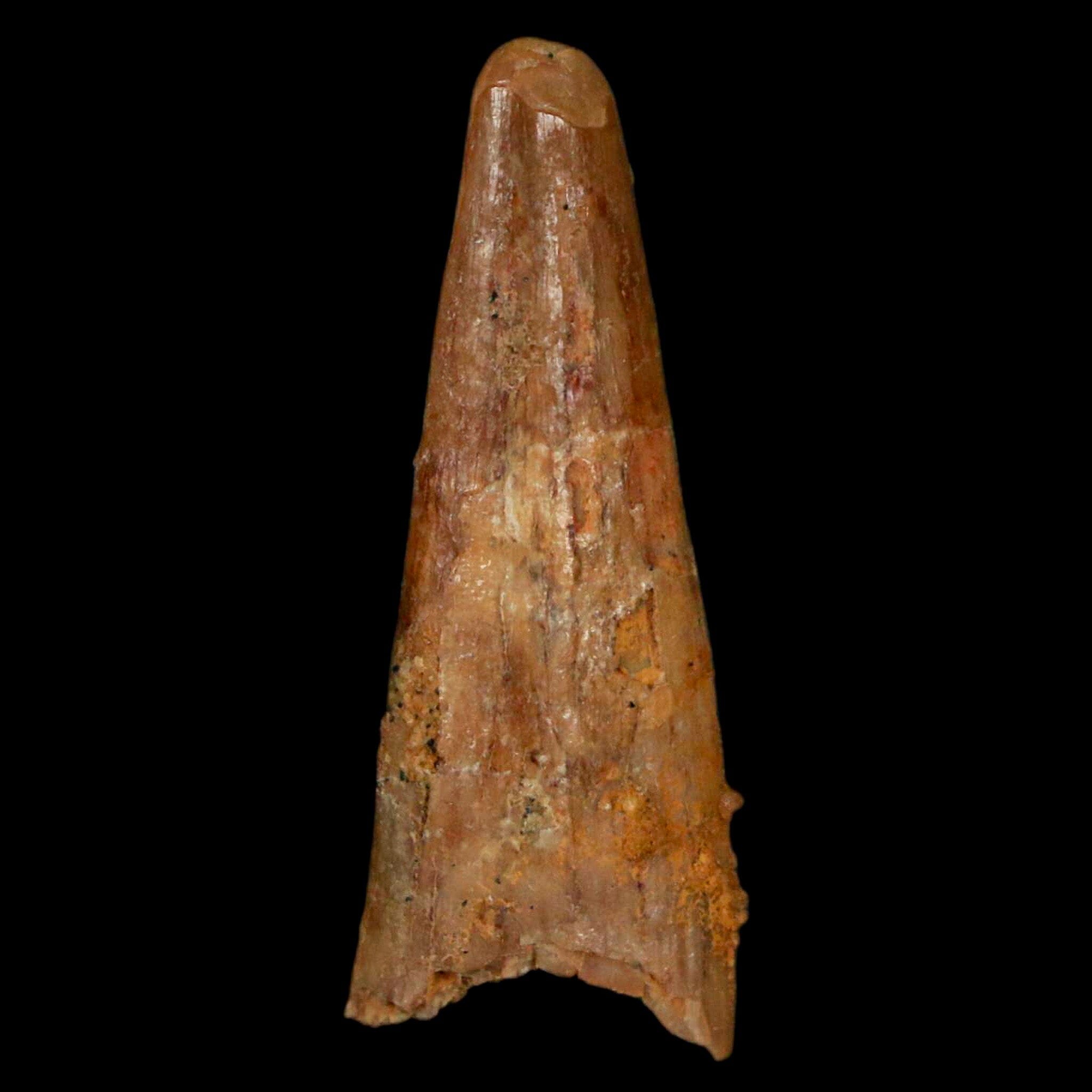 Authentic Pterosaur Coloborhynchus Fossil Tooth - Upper Cretaceous Era - Morocco Origin with COA - Rare Collectible Display Piece for Paleontology Enthusiasts & Home Decor