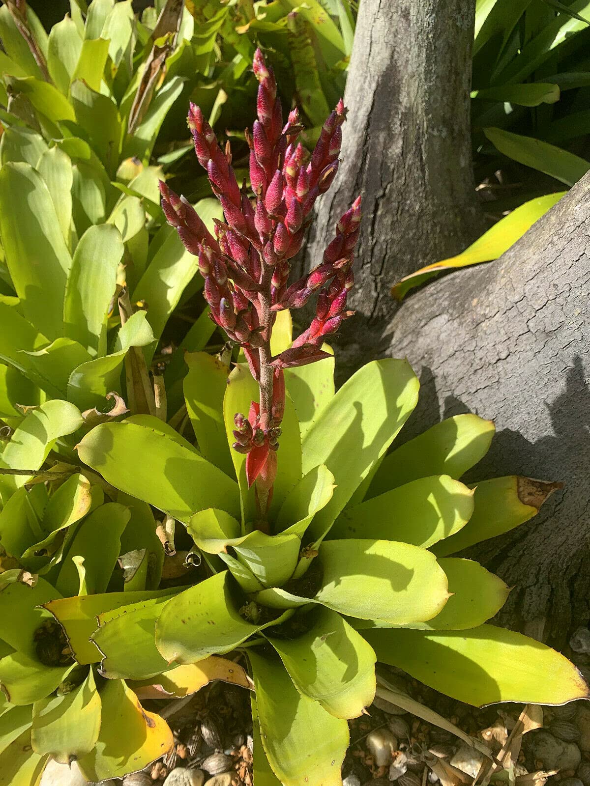 Bromeliad Plant Pup Cutting - Medium Height with Vibrant Red Bloom | Easy to Grow Indoor/Outdoor Houseplant for Home Decor & Garden