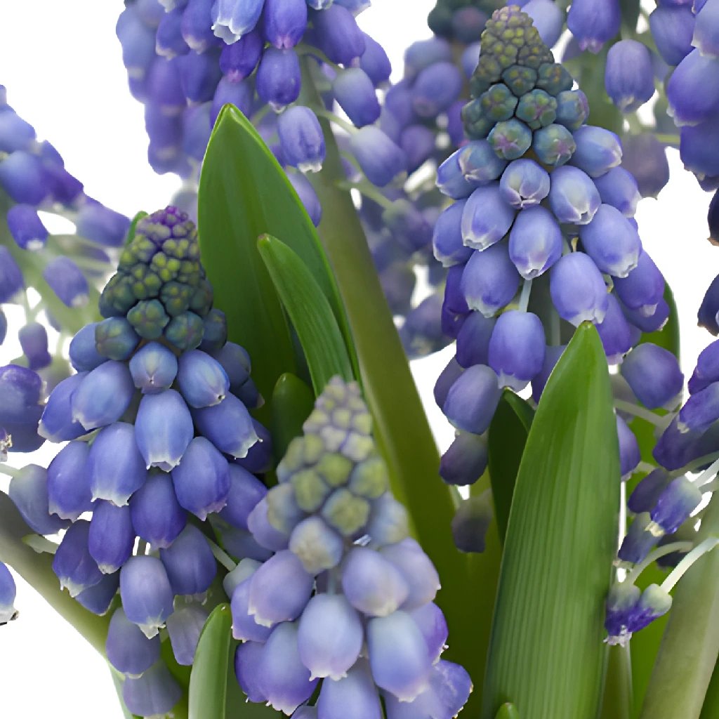 Blue Grape Muscari Hyacinth Bulbs - Fragrant Spring Blooming Flowers for Garden, Borders & Containers | Perfect for Wedding Bouquets & Home Decor