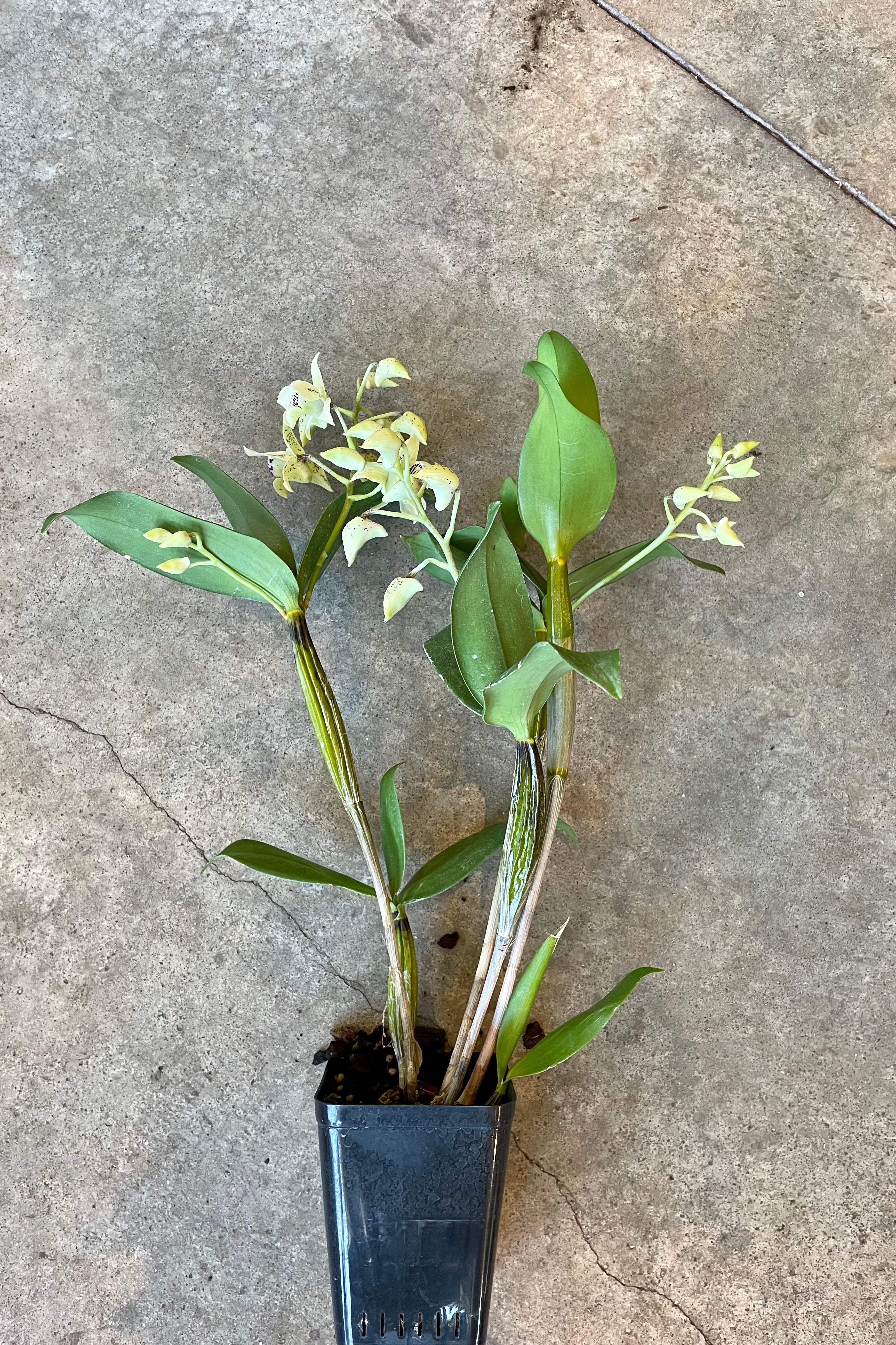 Premium Dendrobium Orchid Plants - 5 Pack Live Orchids for Home Decor, Gifts & Office Plants | Easy to Grow Indoor Flowers for Housewarming, Wedding & Special Occasions