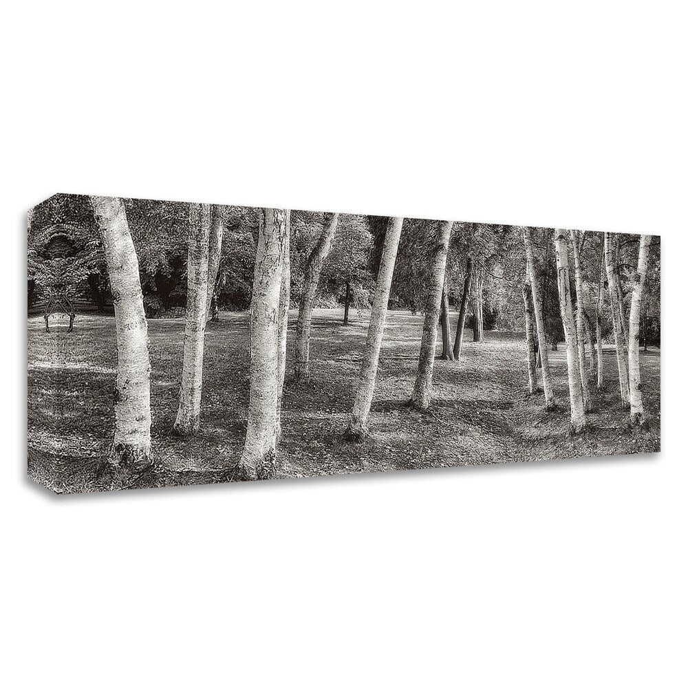 Birch Trees No.1 by Alan Blaustein - Premium Canvas Art Print - Ready to Hang Wall Decor - Nature Inspired Landscape Painting for Living Room, Bedroom & Office