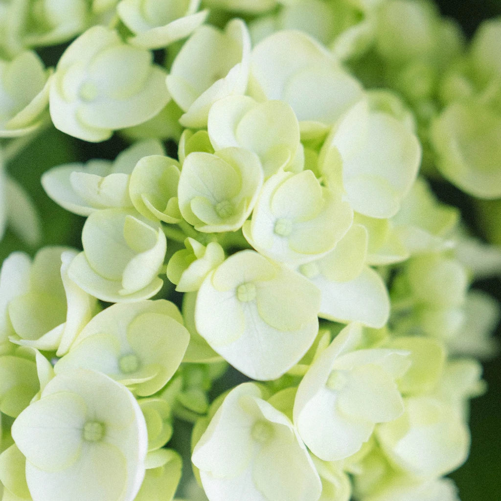 Baby Honeydew Green Hydrangea Flower - Artificial Silk Hydrangea Stems for Wedding Bouquets, Home Decor, and Floral Arrangements