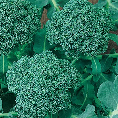 Organic Waltham 29 Heirloom Broccoli Seeds - Non-GMO, Easy to Grow Vegetable Seeds for Home Garden - 100 Pack of Premium Broccoli Plant Seeds for Planting Indoors & Outdoors - Perfect for Salads, Stir Fry & Healthy Cooking