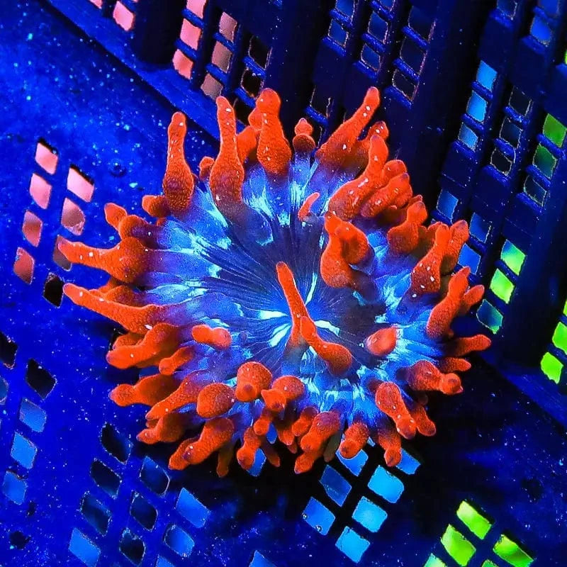 Premium Black Widow Bubble Tip Anemone for Saltwater Aquariums - Vibrant Coral Reef Tank Decoration for Marine Fish & Clownfish Habitat