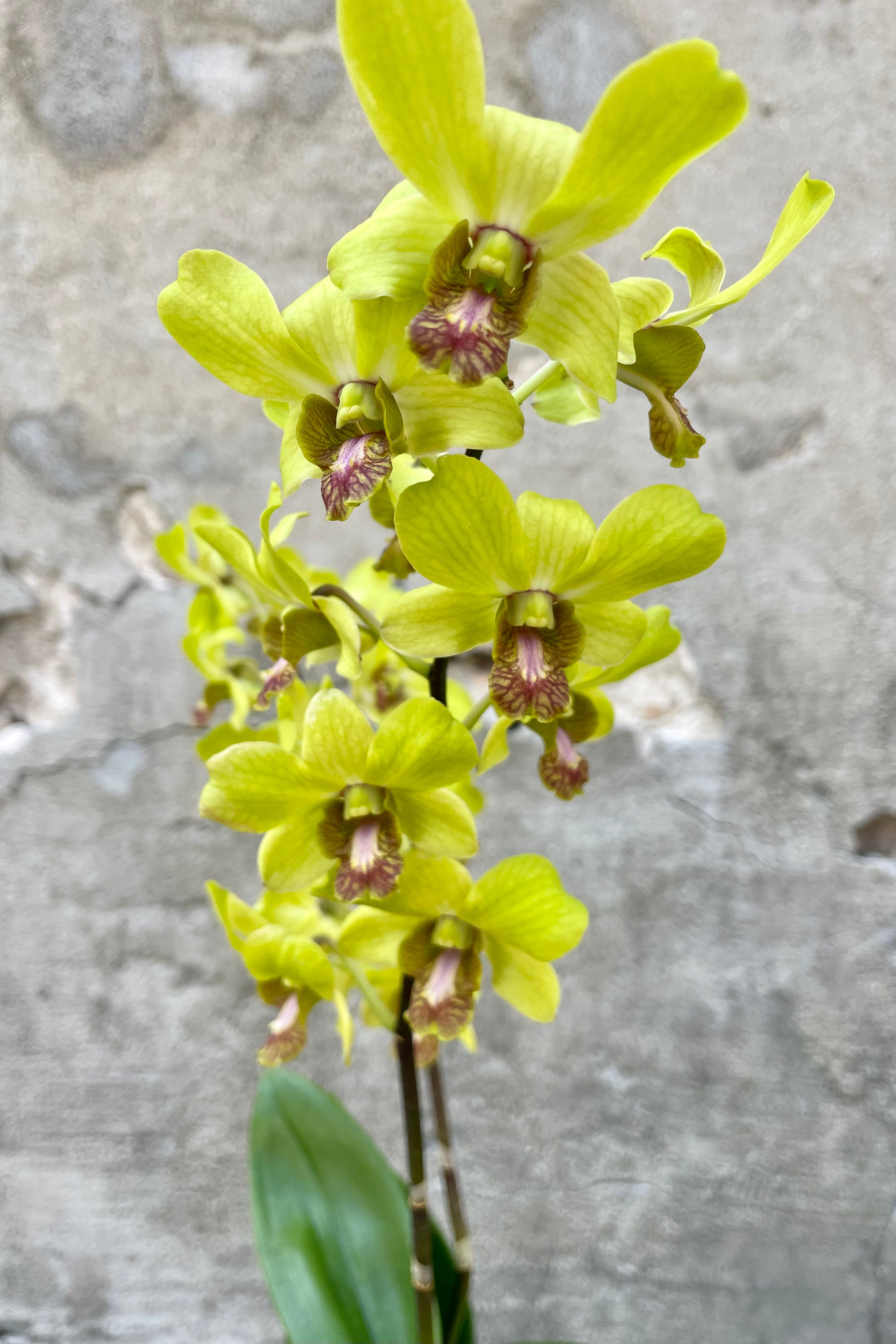 Premium Dendrobium Orchid Plants - Medium Size for Home & Office Decor | Perfect for Gifts, Weddings & Indoor Gardening