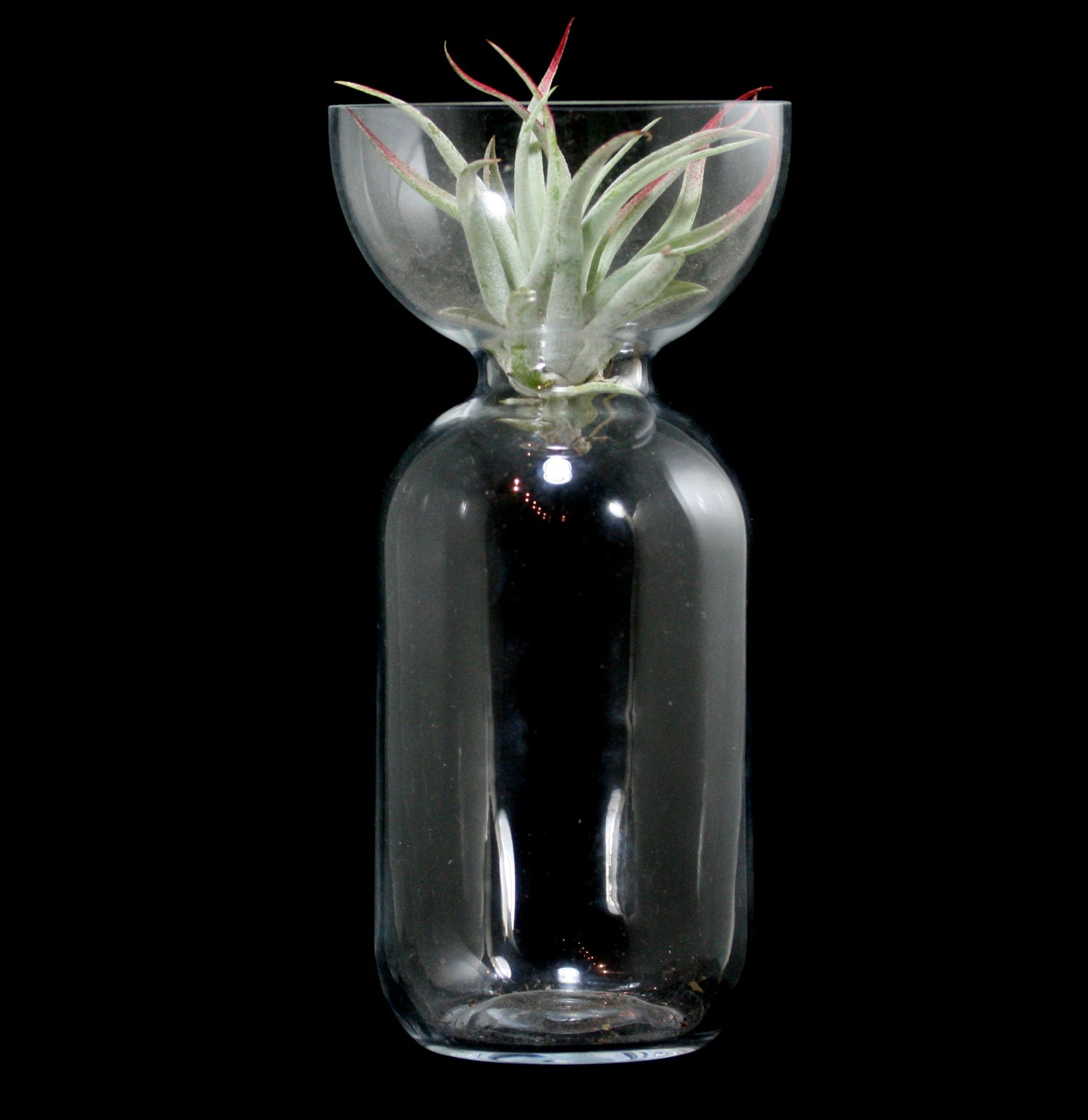 Clear Glass Bulb Vase - 8 Inch Tall Flower Vase for Home Decor, Wedding Centerpieces & Floral Arrangements - Perfect for Roses, Tulips and Fresh Flowers