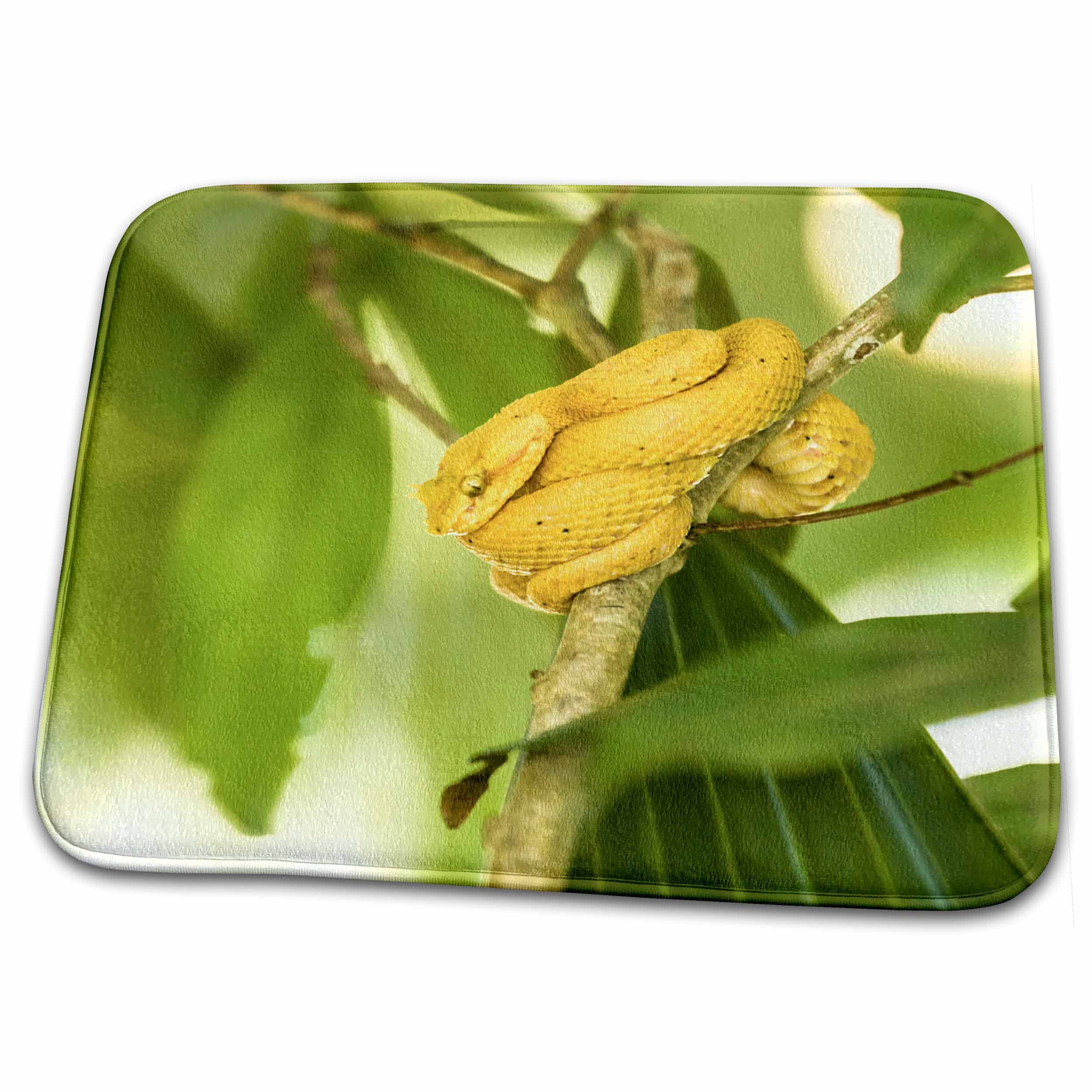 3D Rose Tortuguero NP Costa Rica Eyelash Pit Viper Bathroom Rug Mat - Non-Slip Absorbent Bath Mat for Shower, Tub & Bathroom Floor Decor (Rug-330956-1) - Perfect for Home, Spa & Vacation Rental Decor