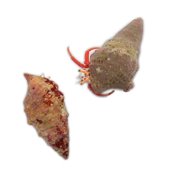 Clean Up Crew Pack (Small) - Natural Aquarium Cleaners for Small Tanks - Perfect for Freshwater & Nano Aquariums