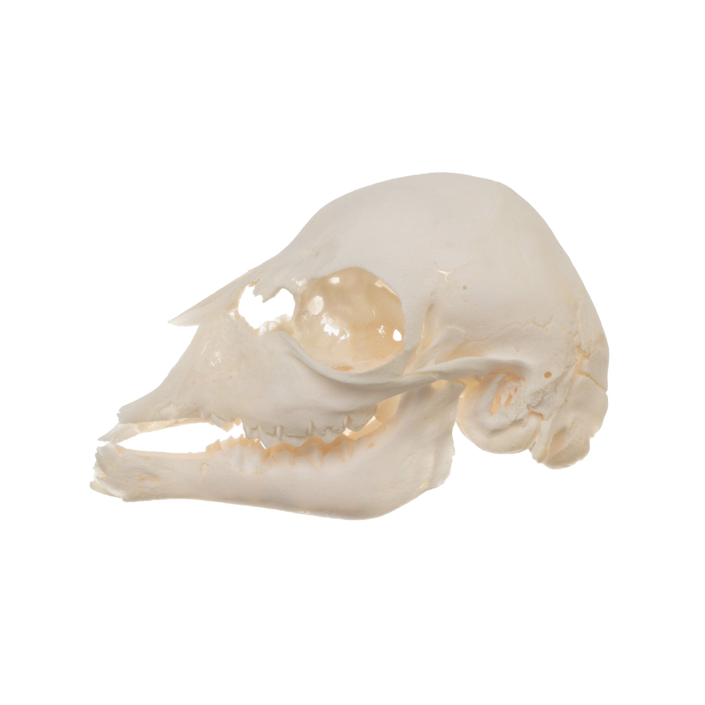 Real Domestic Goat Skull - Authentic Fetal Goat Skull Specimen for Taxidermy, Oddities Collection & Gothic Decor | Perfect for Halloween, Witchcraft Altars & Dark Academia Aesthetics