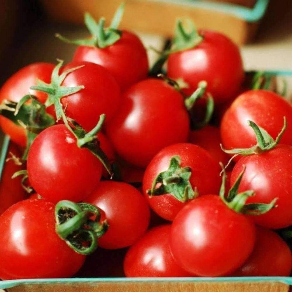 Organic Heirloom Large Red Cherry Tomato Seeds (0.5g) - Non-GMO, High Yield, Sweet Flavor | Patriot Seeds | Perfect for Home Gardens, Containers & Fresh Salads