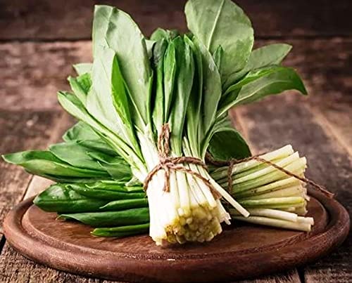 Organic Ramsons (Allium ursinum) Wild Garlic Seeds - Non-GMO Heirloom Vegetable for Planting - Perfect for Home Gardens, Culinary Herbs & Natural Remedies