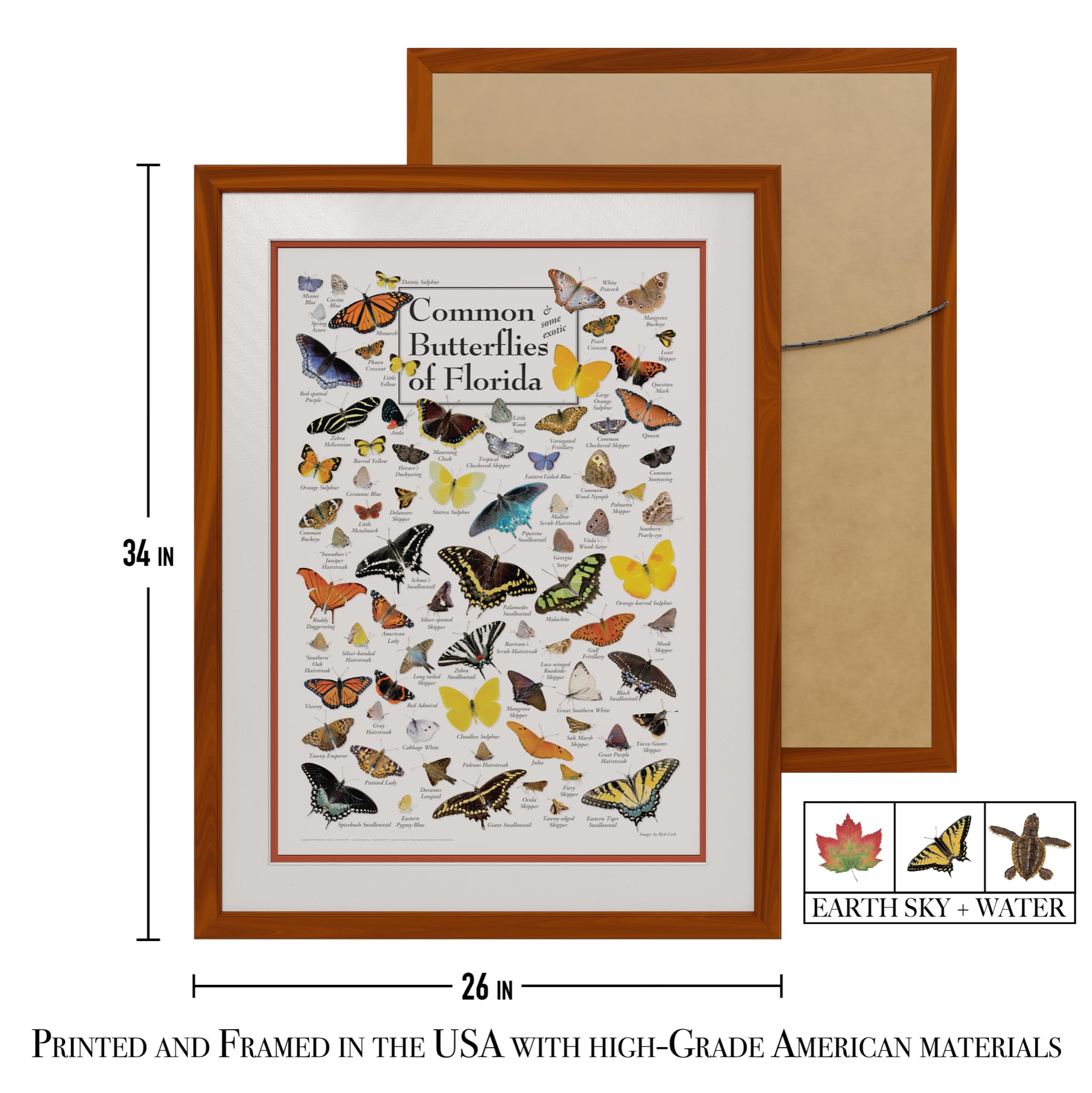 Earth Sky + Water - Common Butterflies of Florida - Double-Matted Framed Wall Art Poster with Honey Frame - Perfect for Home Decor, Office & Classroom