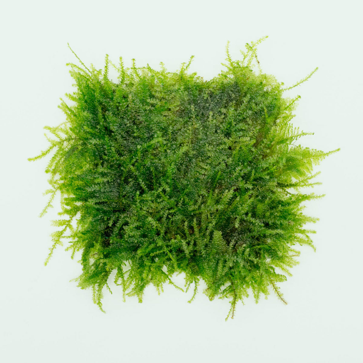 Premium Weeping Moss Large Mat for Aquariums & Terrariums - Natural Aquatic Plant Decor for Fish Tanks, Shrimp Habitats & Vivariums - Enhances Water Quality & Creates Stunning Underwater Landscapes
