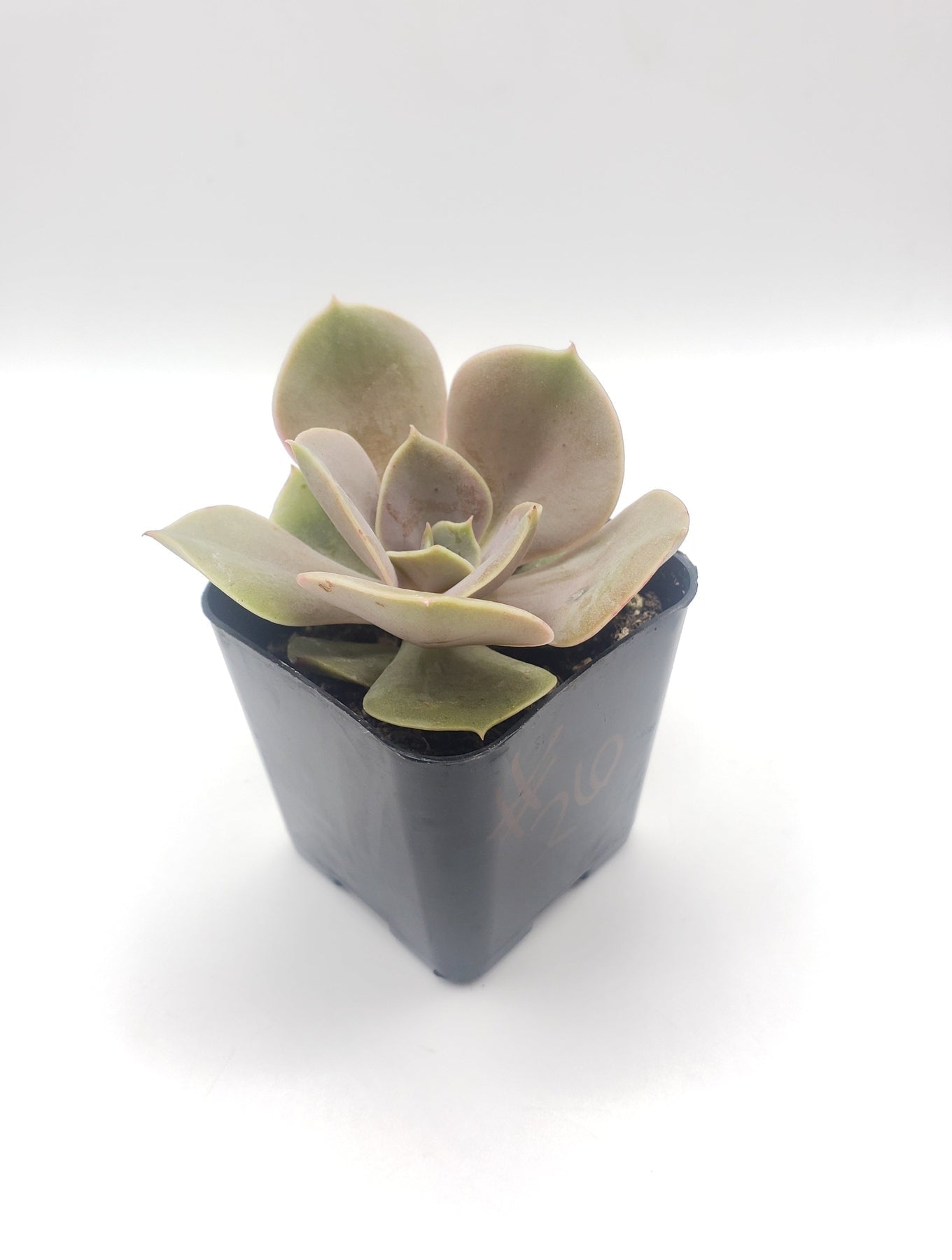 26 Types of Echeveria Hybrid Succulent Plants for Home & Office Decor - Indoor/Outdoor Cactus Garden Arrangements