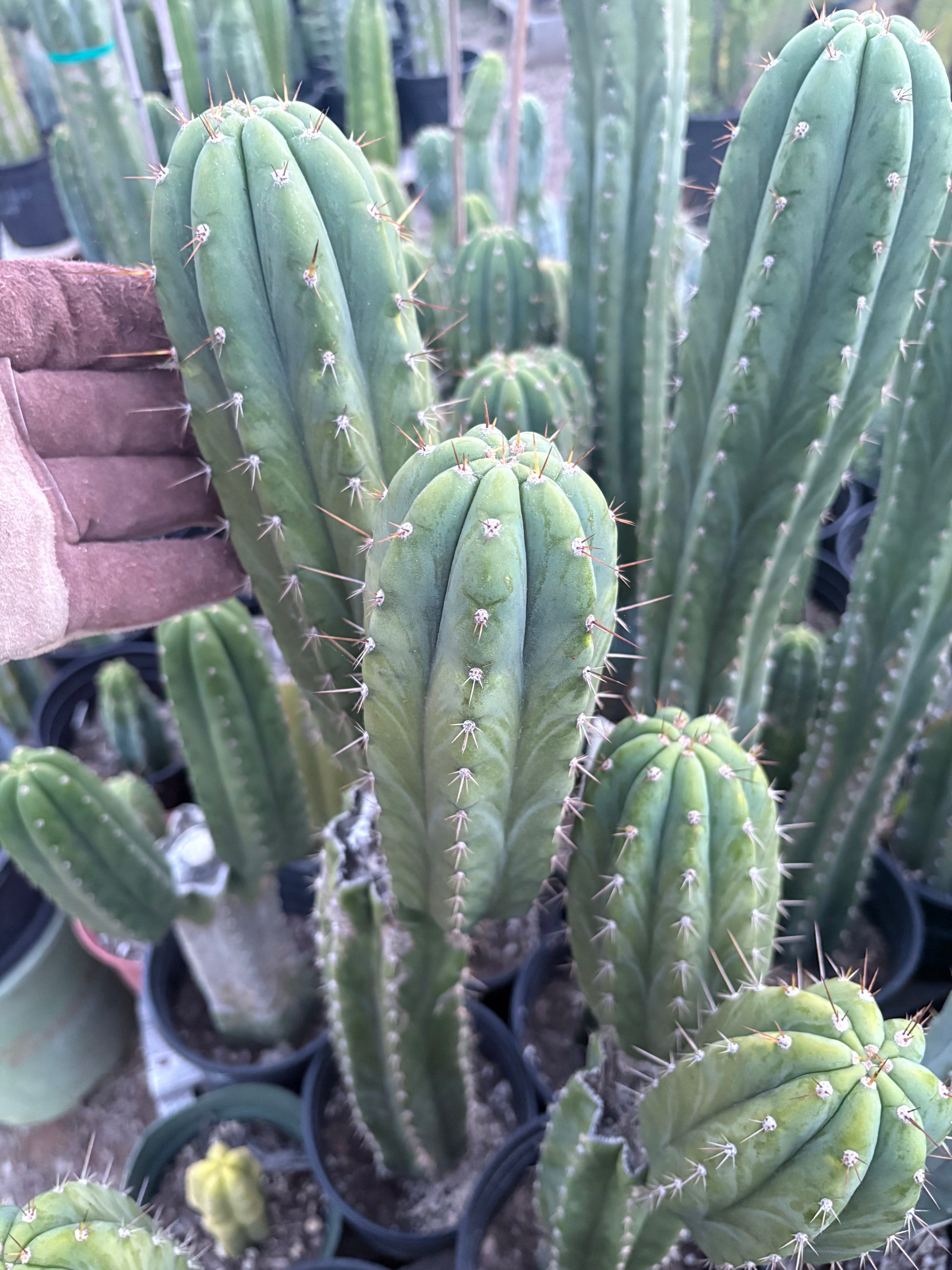 EC103 Trichocereus Pachanoi 'K Valle' Cactus Cuttings - 7-8 Inch Live Plant for Home Garden, Landscape Decor & Spiritual Ceremonies | Fast Growing San Pedro Cactus