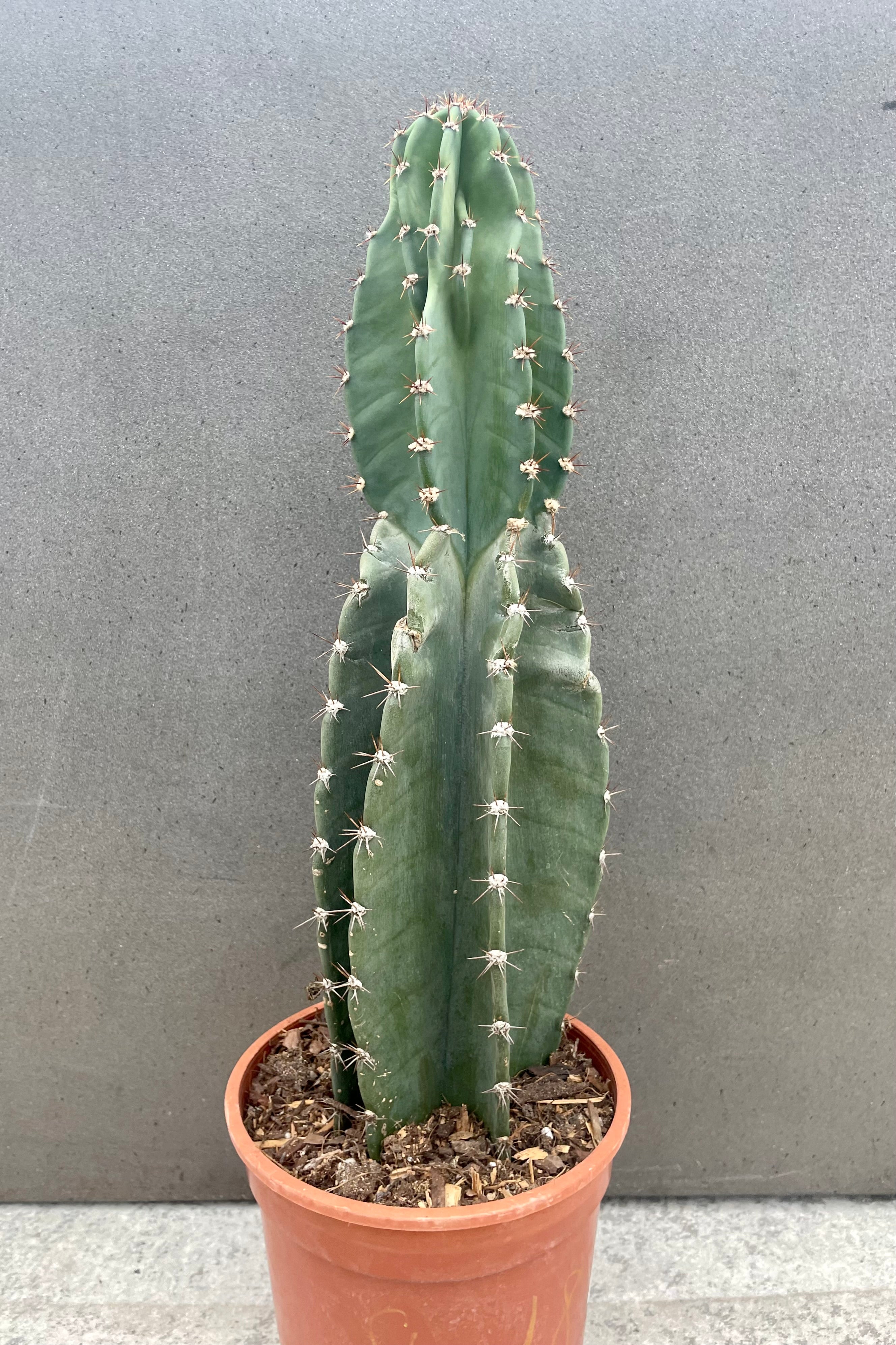 Buy Cereus Peruvianus Cactus - 8 Inch Potted Plant for Home & Office Decor, Indoor Gardening, and Succulent Lovers