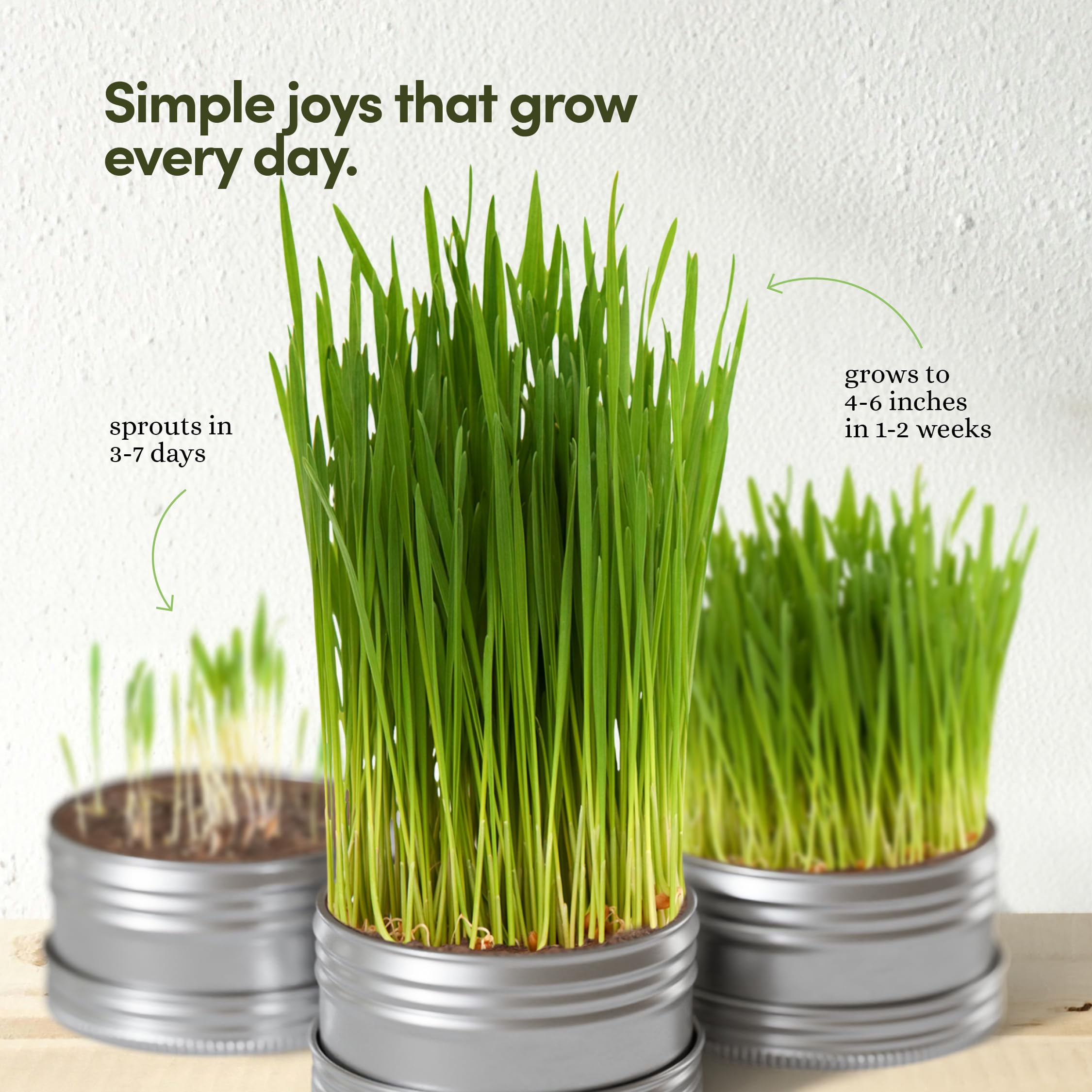 Organic Cat Grass Growing Kit for Indoor Cats - 3 Pack with Premium Seeds & Soil - Healthy Pet Grass Planter for Digestive Health - Perfect Gift for Cat Lovers (Use for Play, Digestion & Stress Relief)