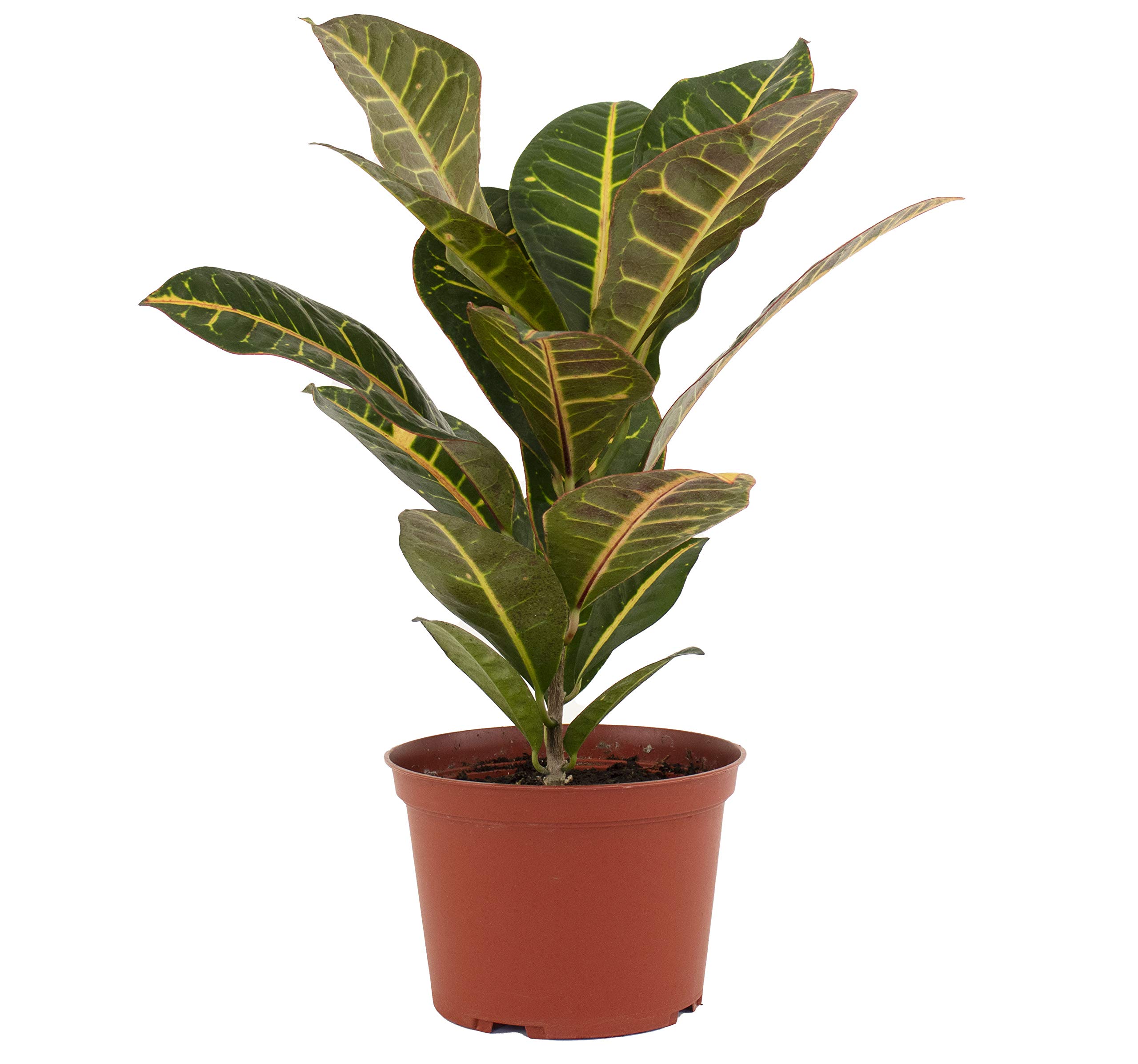 Live Croton Petra House Plant | Air Purifying Indoor & Outdoor Plant | Mature Succulent for Home & Office Decor | Perfect for Living Rooms, Bedrooms & Patios