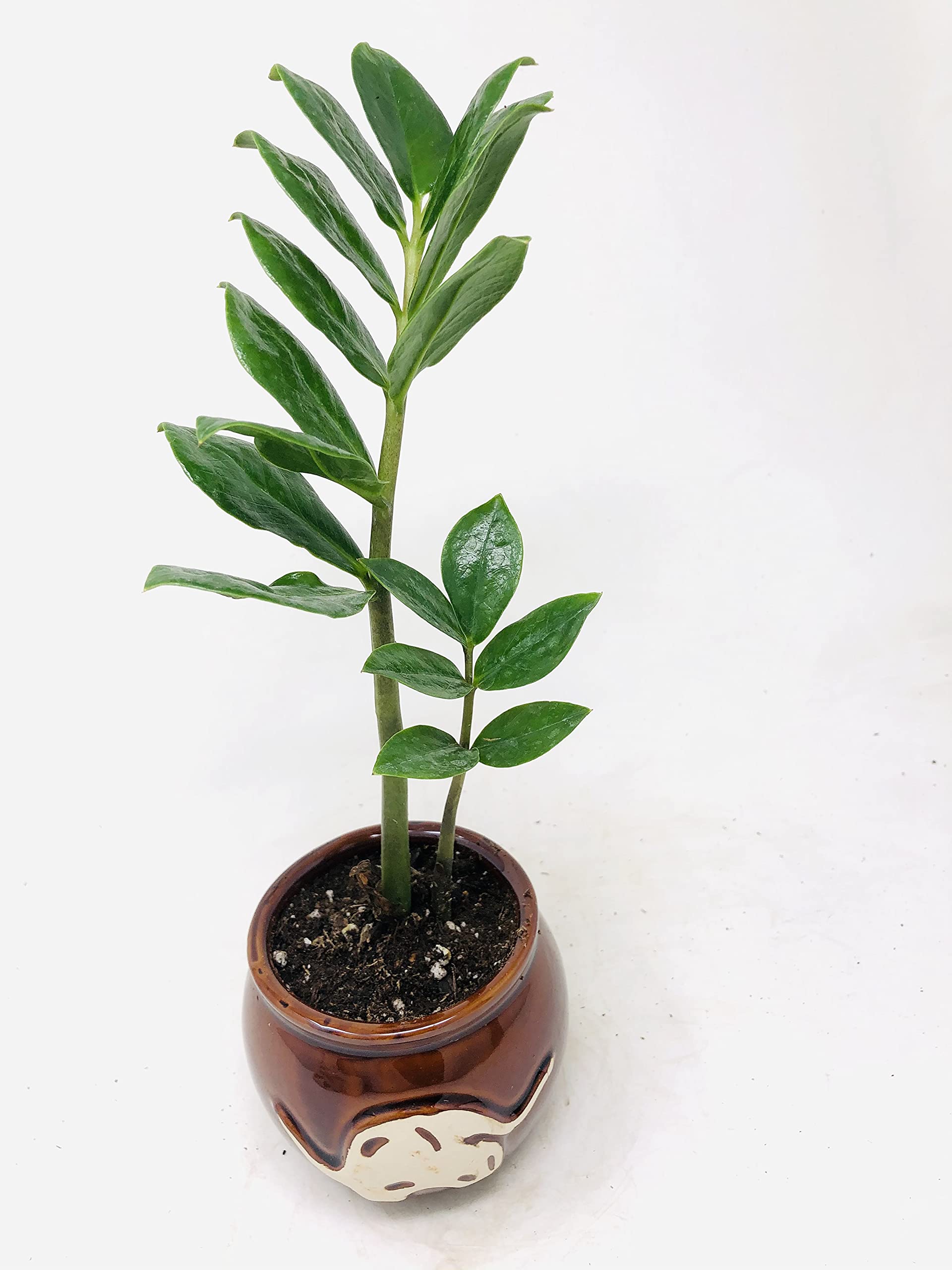 ZZ Plant 'Zamioculcas Zamiifolia' in Hand-Painted Elephant Pot - 3.5 Inch Indoor Houseplant for Home Office Decor, Low Maintenance Air Purifying Plant for Living Room, Bedroom & Workspace