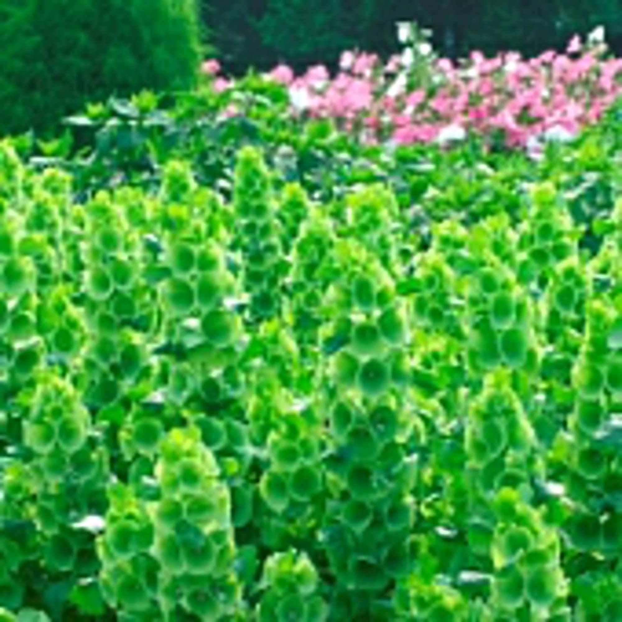 Bells of Ireland Flower Seeds (20+ Seeds) - Non-GMO, Organic Planting Seeds for Home Garden, Greenhouse & Outdoor Planting - Perfect for DIY Floral Arrangements, Wedding Decor & Gift Giving