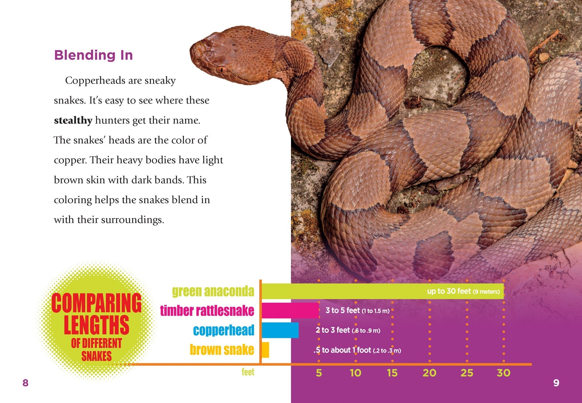 Copperheads 9781623102739 - Venomous Snake Book for Reptile Enthusiasts & Nature Lovers - Perfect for Wildlife Education & Snake Identification