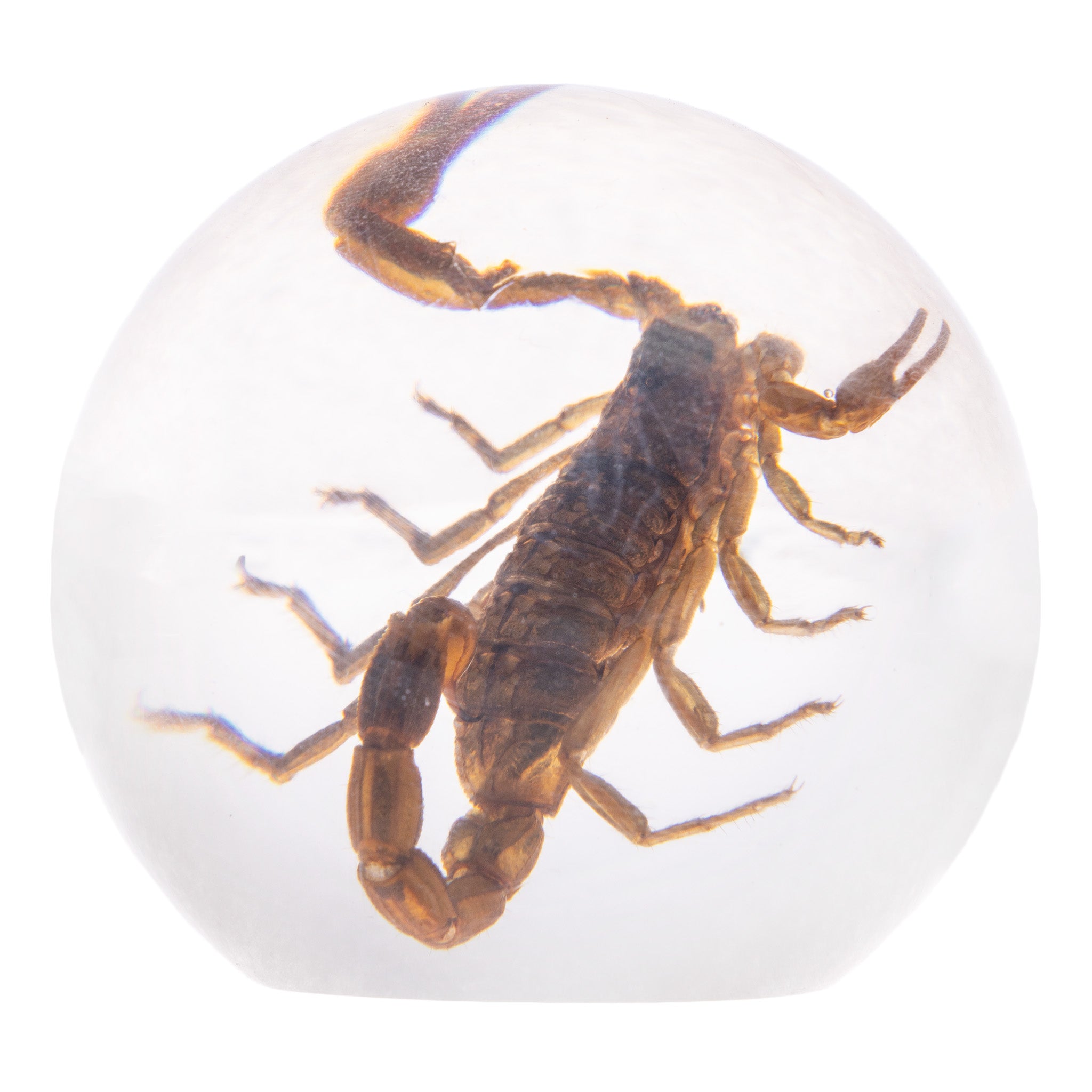 Real Golden Scorpion Encased in Clear Acrylic Sphere - Unique Collectible Display for Home Decor, Office Desk, or Science Classroom