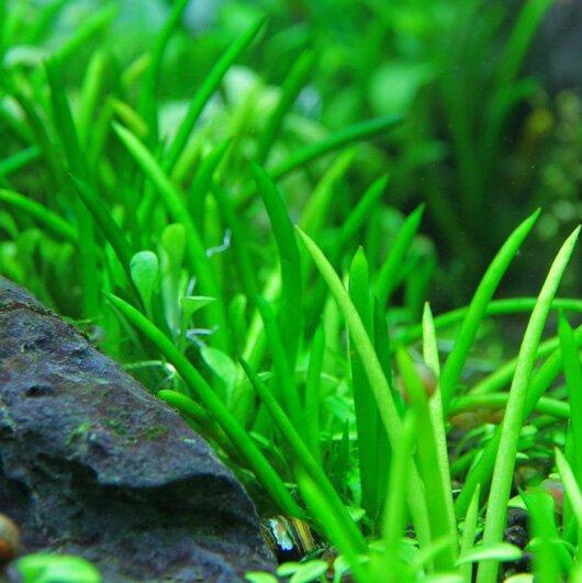 TCulture Littorella Uniflora (TC Cup) - Premium Aquatic Plant for Freshwater Aquariums | Ideal for Fish Tanks, Shrimp Habitats & Aquascaping Decor