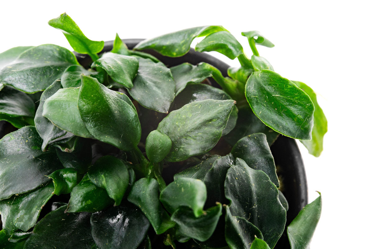 Anubias Barteri Dark Angel Aquatic Plant - Live Freshwater Aquarium Plant for Fish Tanks, Low Light & Easy Care - Perfect for Aquascaping, Shrimp Tanks & Natural Decor
