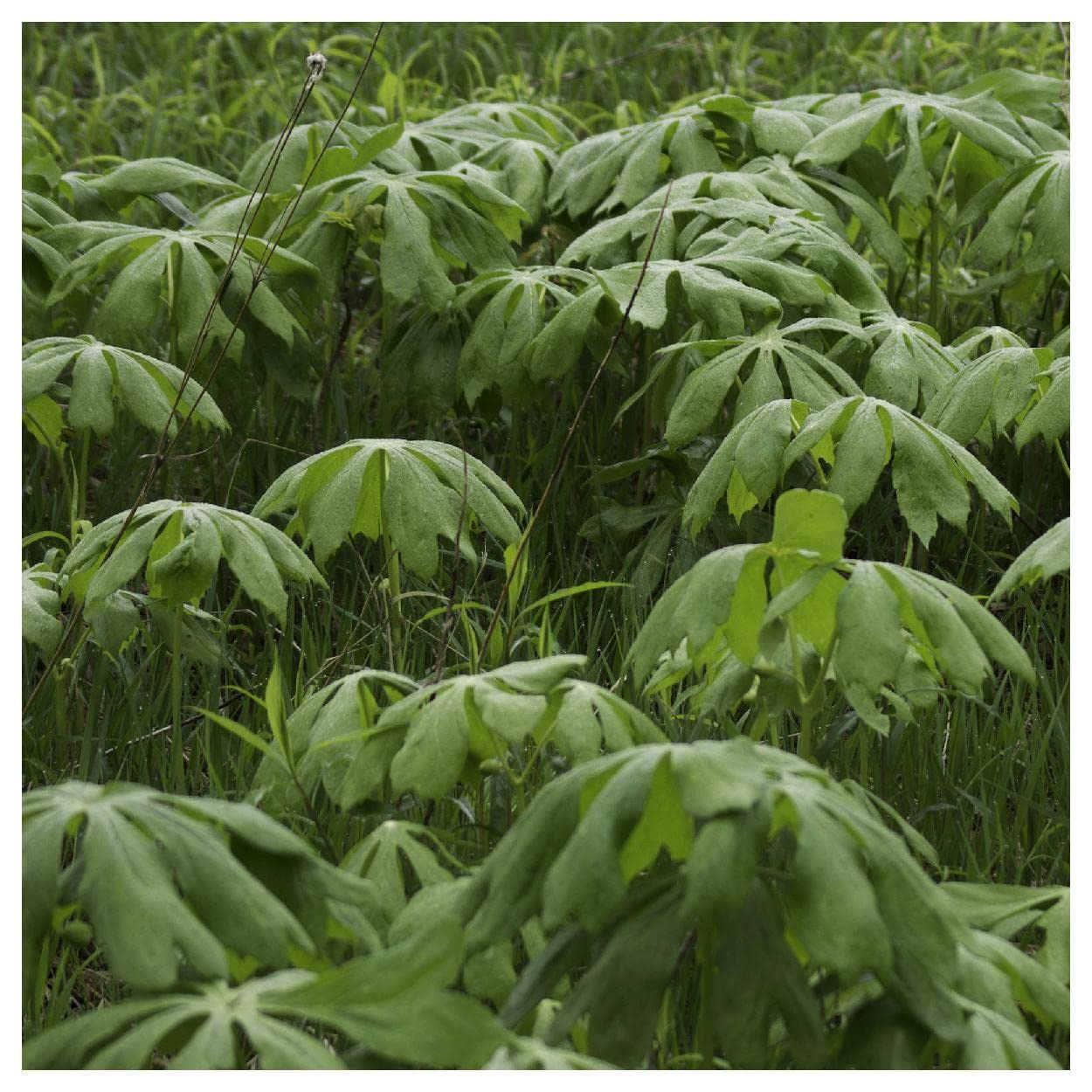 Everwilde Farms - 5 May Apple Native Wildflower Seeds - Gold Vault Jumbo Seed Packet for Planting in Gardens, Meadows & Pollinator Habitats