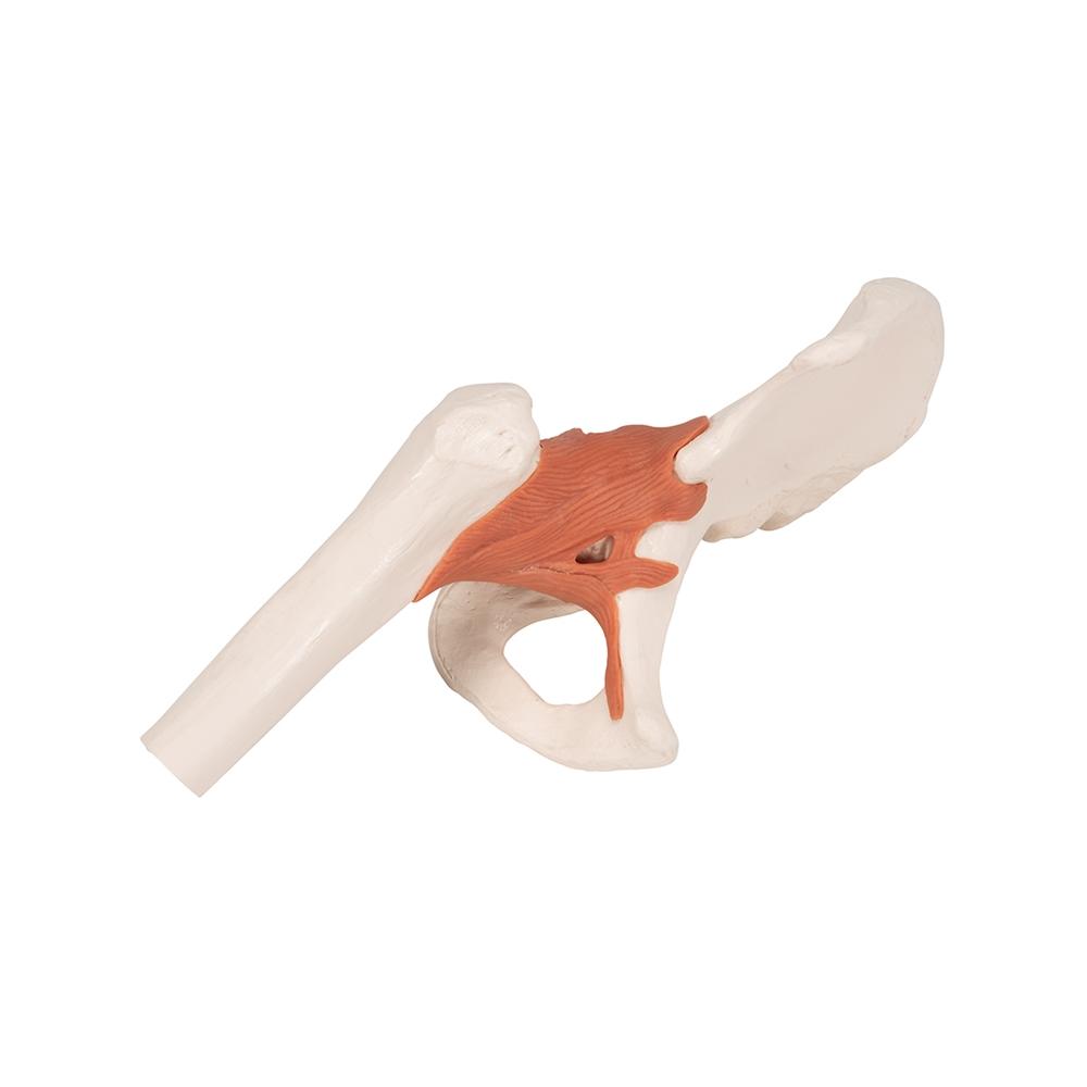 Functional Hip Joint Model - Anatomical Medical Demonstration Tool for Students & Professionals | Perfect for Classroom, Lab & Physical Therapy Training