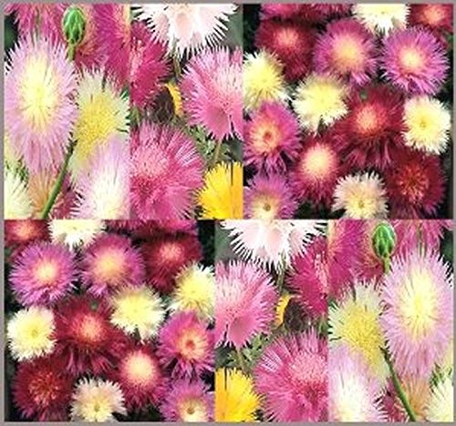 Imperial Sweet Sultan Flower Seeds - 200 Count - Silky Powder Puffs with Sweet Fragrance for Gardens, Bouquets & Landscaping