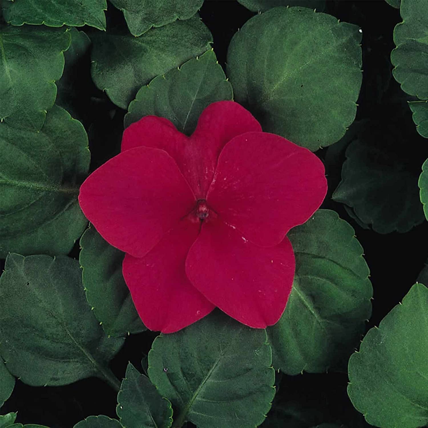 F1 Dazzler Series Rose Impatiens Flower Seeds - 100 Count - Impatiens Wallerana Annual Garden Seeds for Beds, Borders & Containers - Perfect for Shade Gardens & Window Boxes