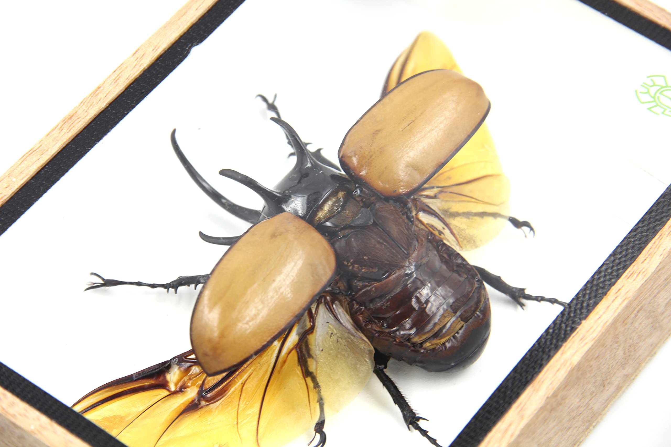 Authentic 5-Horned Beetle (Eupatorus Gracilicornis) Flying Pose Taxidermy Specimen in Clear Display Case with Wooden Base - Perfect for Entomology Collections, Home Decor & Educational Displays