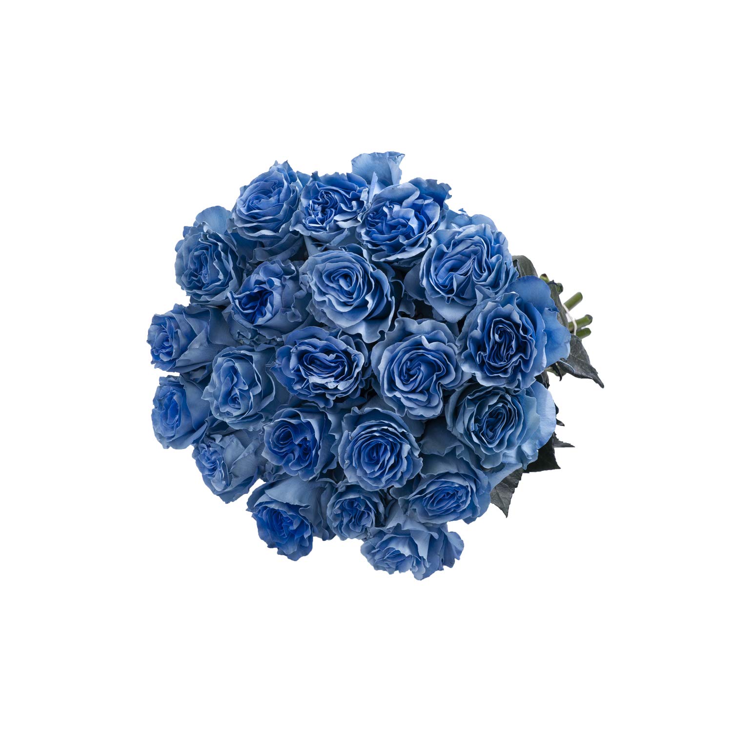 Bloomingmore Fresh Cut Flowers - Dark Whisper Painted Roses (125 Stems, 20 Inches) for Home Decor, Wedding Centerpieces, Office Arrangements, DIY Projects, Party Events, Housewarming Gifts, Teacher Appreciation & Engagement Celebrations