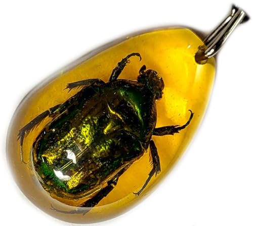 Rose Chafer British Beetle