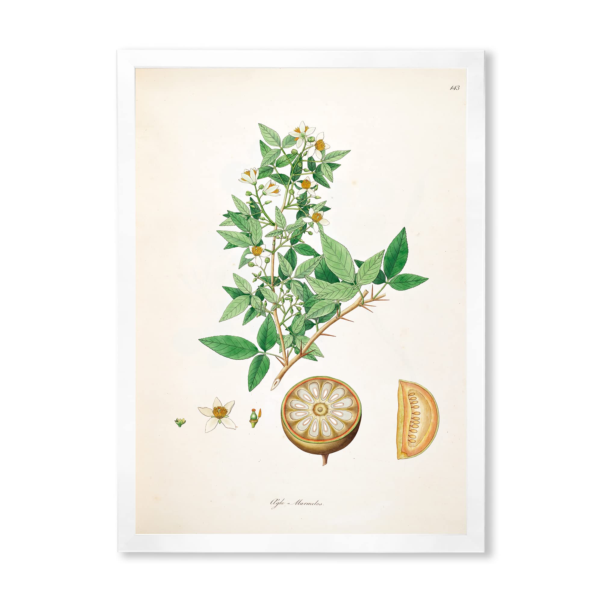 Vintage Farmhouse Wall Art Decor - Botanical Plant Life Prints in Wood Frame - Perfect for Living Room, Bedroom, and Office Decor