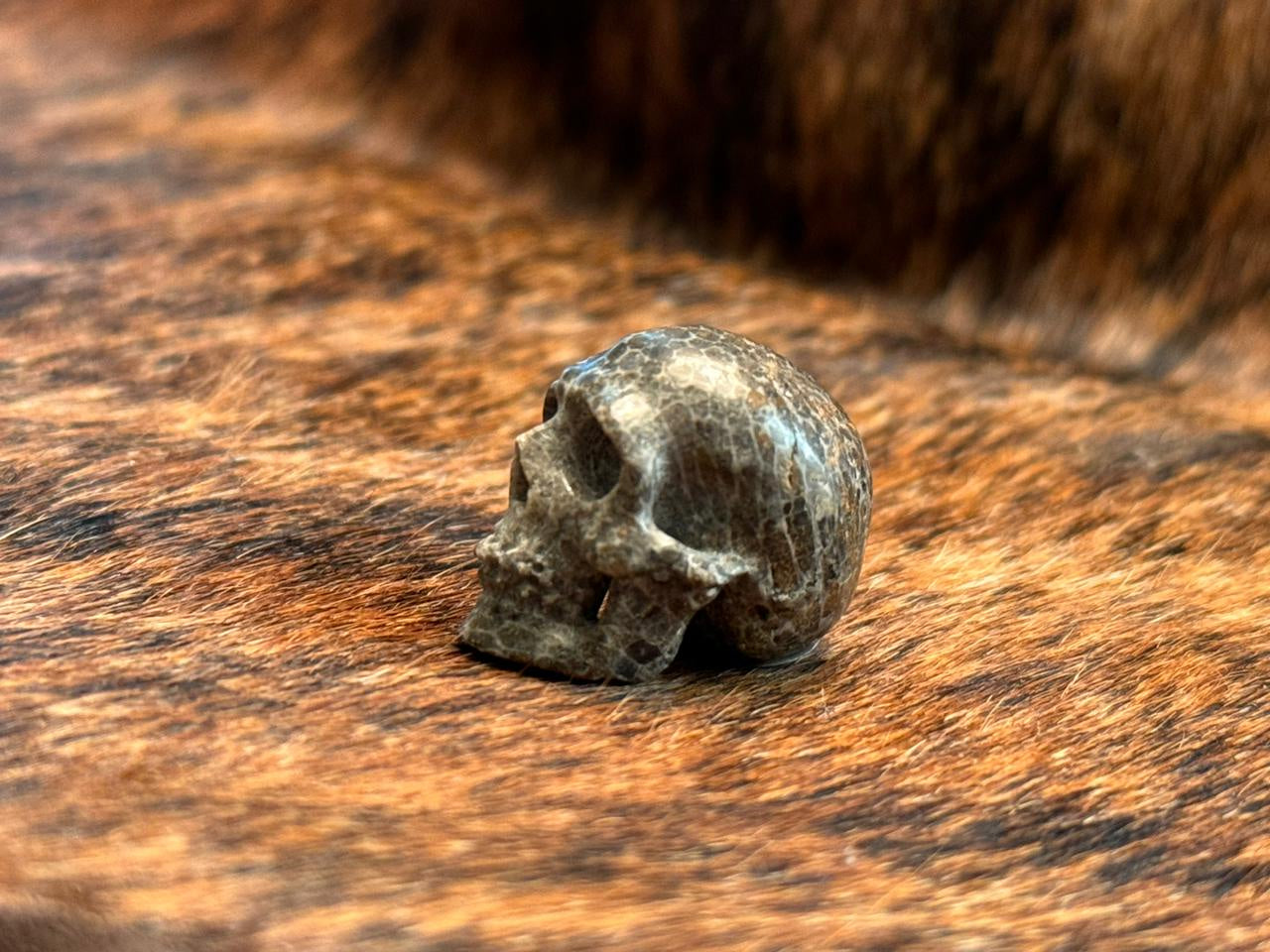 Fossil Coral Skull Carving - Handmade Natural Stone Decor for Home & Office - Perfect for Gothic Decor, Meditation Spaces & Unique Gift Ideas