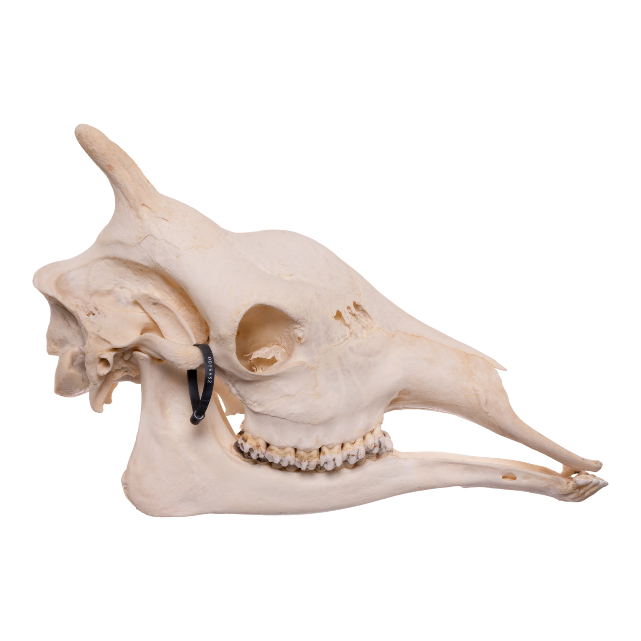 Authentic Southern Giraffe Skull - Rare Taxidermy Specimen for Home Decor, Educational Display & Unique Gift for Wildlife Enthusiasts