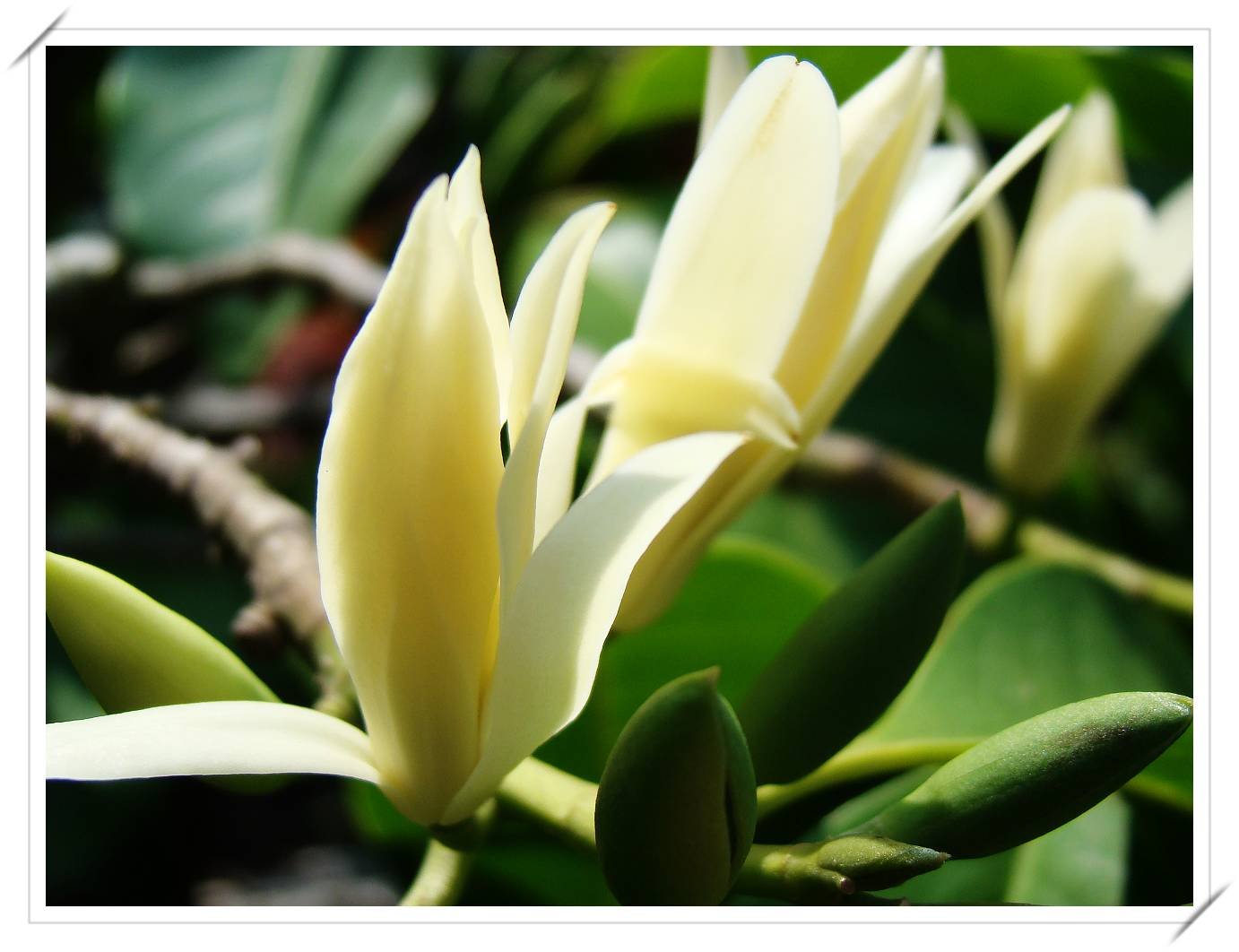 Premium Fragrant White Michelia Alba Live Grafted Plants - 2 Gallon Size | Sweet Strong Scented Flowering Tree for Garden, Patio & Landscaping | Perfect for Outdoor Decor & Aromatherapy