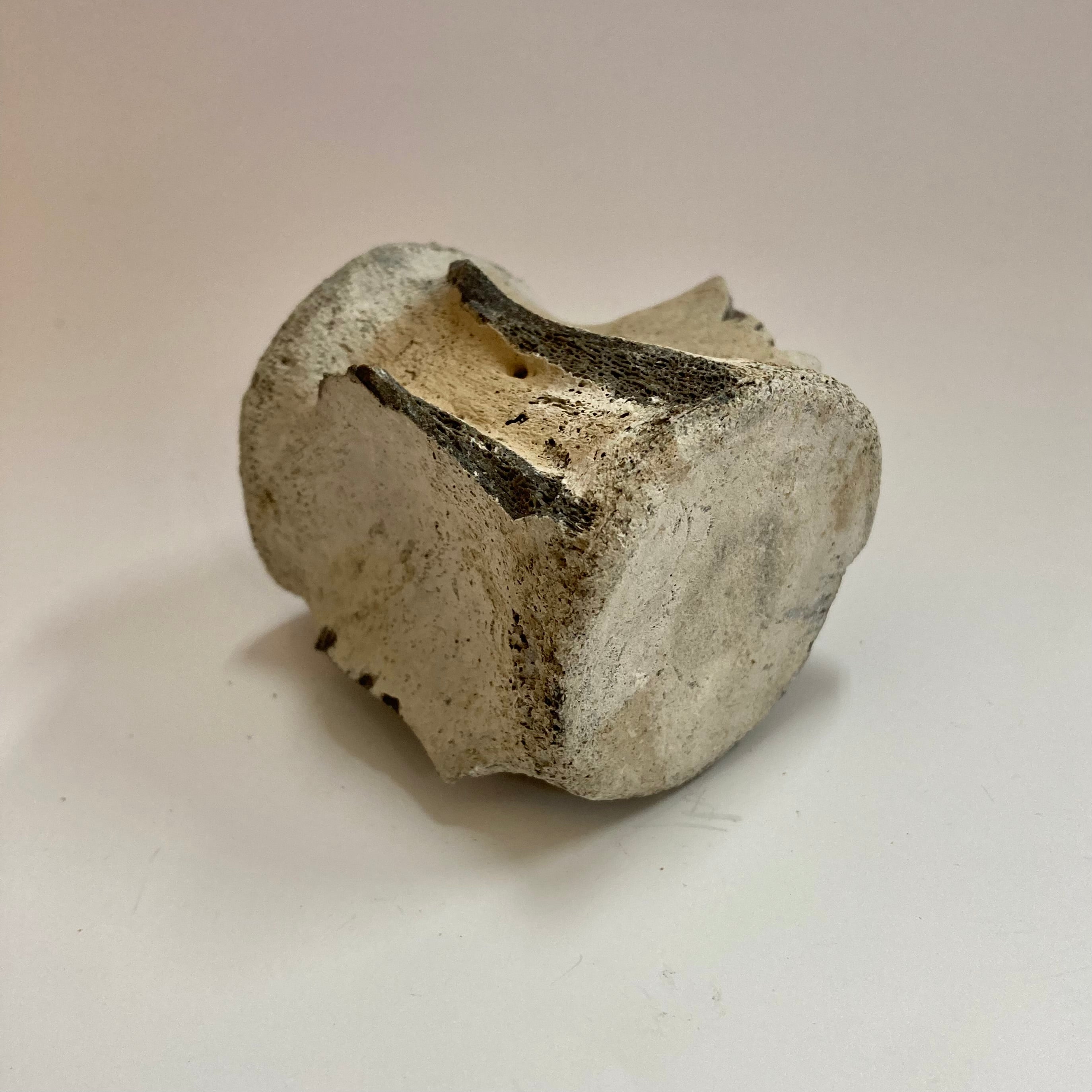 Authentic Porpoise Vertebra Bone - Rare Marine Mammal Specimen for Collectors & Science Enthusiasts | Perfect for Home Decor, Educational Displays & Unique Gift Ideas