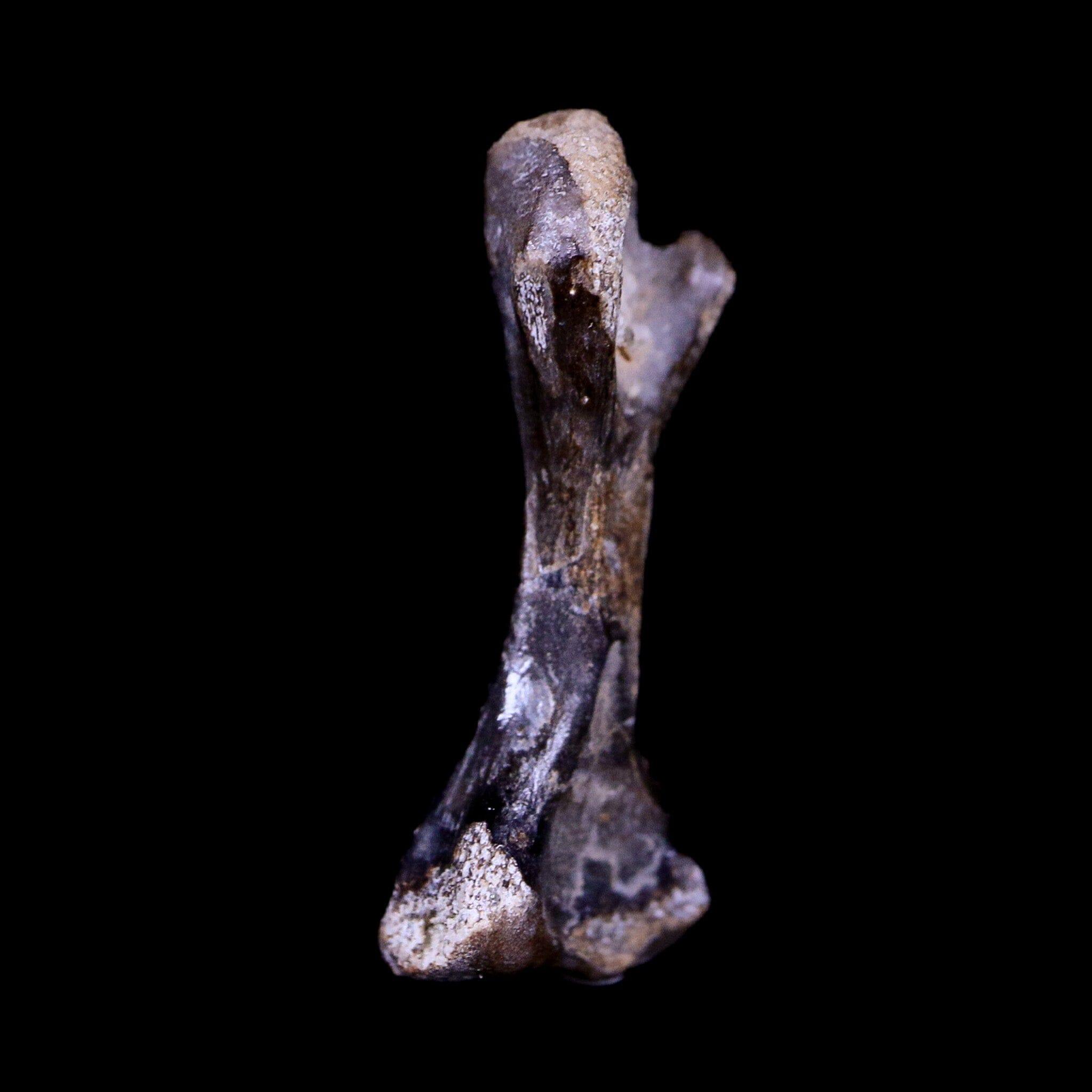 Authentic Captorhinus Aguti Fossil Femur Bone - Permian Age Reptile (299 Million Years Old) with COA - Perfect for Paleontology Displays, Educational Collections & Fossil Enthusiasts