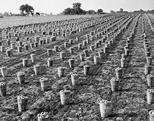 Buckets of Onions in a Field Evanston Illinois USA - Premium 18x24 Poster Print - Wall Art Decor for Farmhouse, Kitchen & Country Style Homes