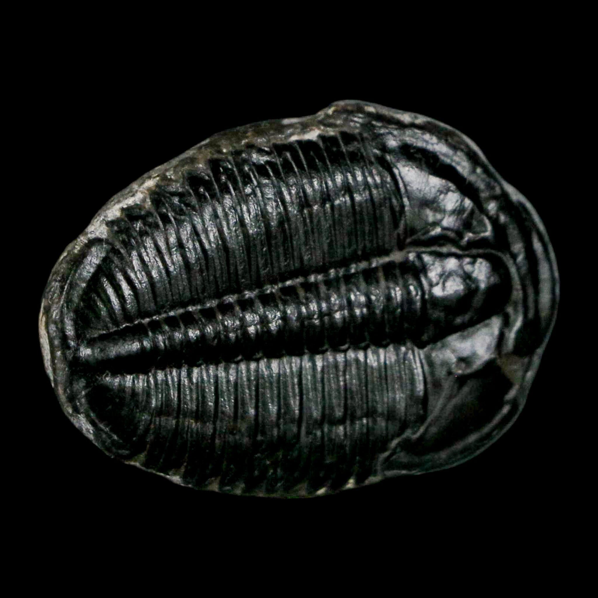 1.2