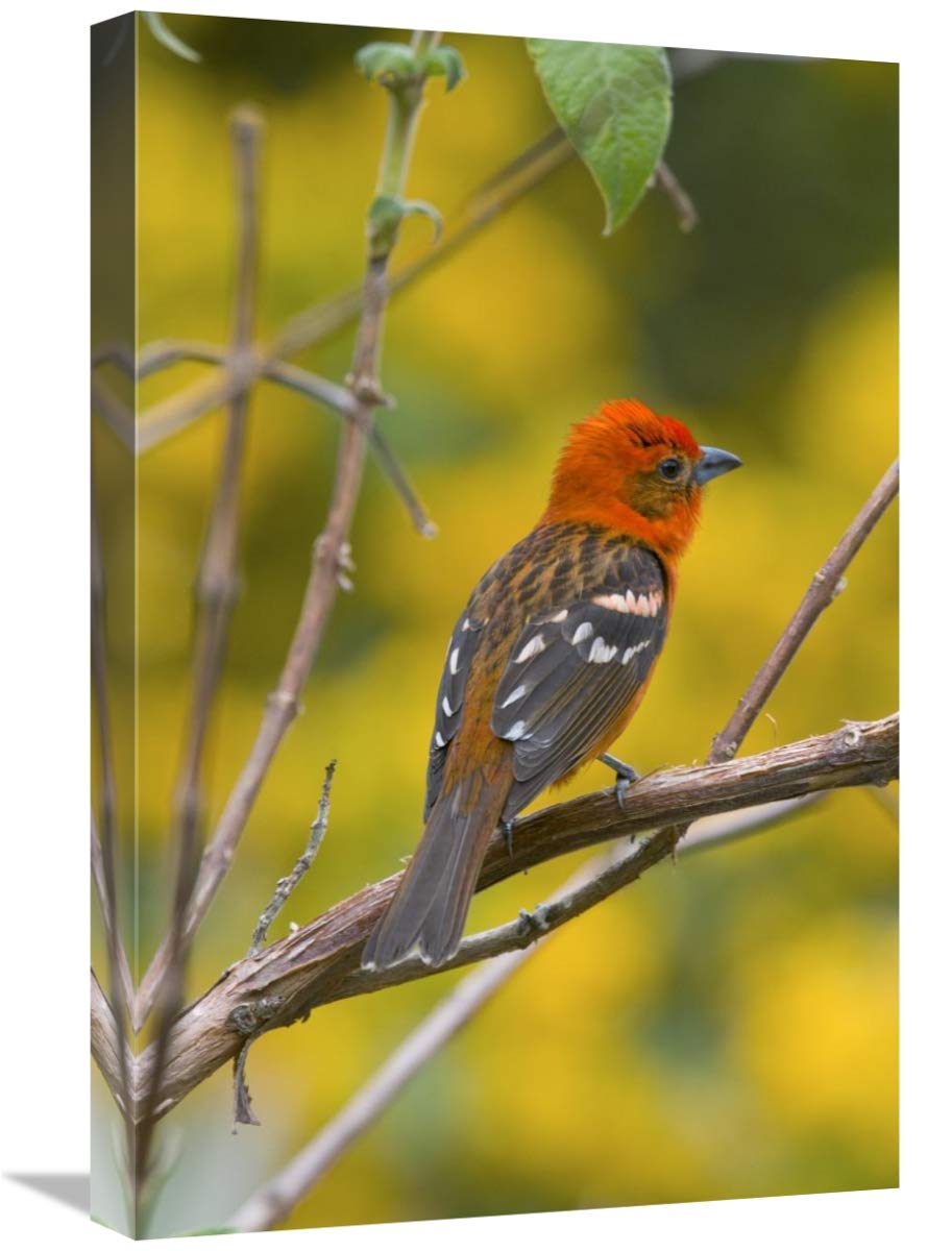 16 x 24 Inch Flame-Colored Tanager Male Bird Art Print - Costa Rica Wildlife Wall Decor by Steve Gettle | Perfect for Living Room, Bedroom or Office Nature-Themed Decor