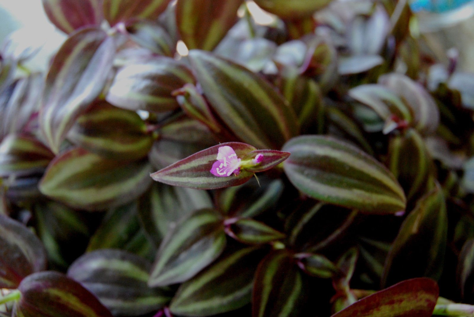 Burgundy 'Dark Desire' Wandering Jew Plant - Tradescantia Zebrina - Unique Purple Houseplant for Home Decor, Office & Indoor Gardening