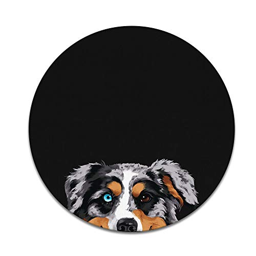 Merle Aussie Australian Shepherd Dog